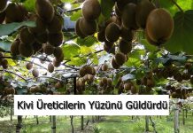 Kivi Hasatı Başladı