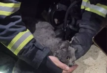 Yangın Sonrası Baygın Bulunan Kedi Kurtarıldı