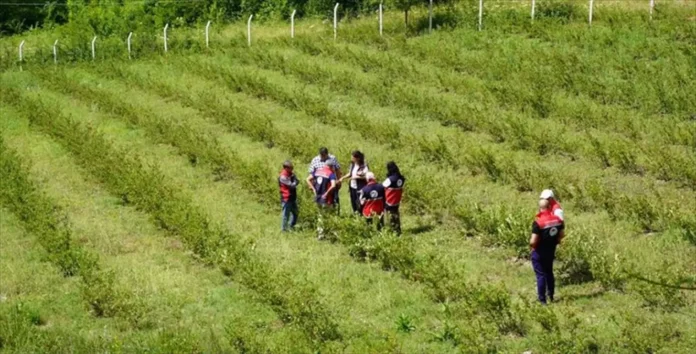 Kastamonu'da Aronya Üretimi Hızla Yayılıyor