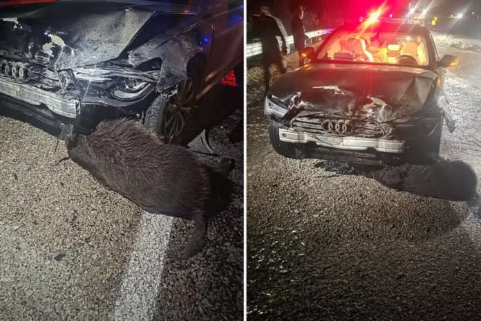 Sinop Belediye Başkanı'nın makam aracı domuz sürüsüne çarptı