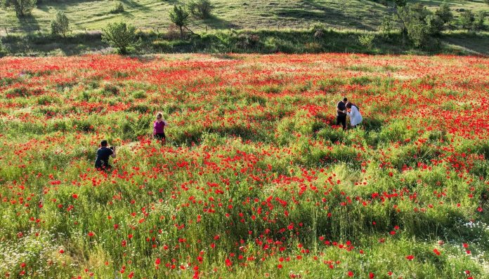Kastamonu'da araziler rengarenk çiçeklerle süslendi